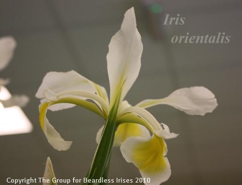 17 Iris orientalis